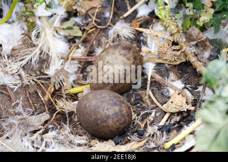Europäische Heringsmöwe, Larus argentatus, Nest mit zwei Eiern auf dem Boden auf einer Klippe, England, Vereinigtes Königreich Stockfoto