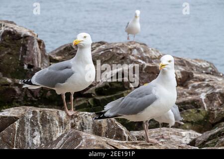 Europäische Heringsmöwe, Larus argentatus, Erwachsener auf Klippe, England, Vereinigtes Königreich Stockfoto