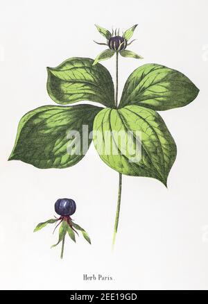 Digital restaurierte viktorianische botanische Illustration von Herb Paris / Paris quadrifolia aus dem 19th. Jahrhundert. Informationen zu Quelle und Prozess finden Sie in den Hinweisen. Stockfoto