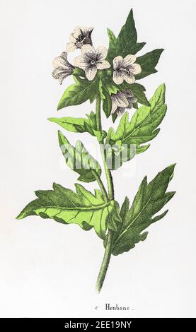 Digital restaurierte viktorianische botanische Illustration von Henbane / Hyoscyamus niger aus dem 19th. Jahrhundert. Informationen zu Quelle und Prozess finden Sie in den Hinweisen. Stockfoto