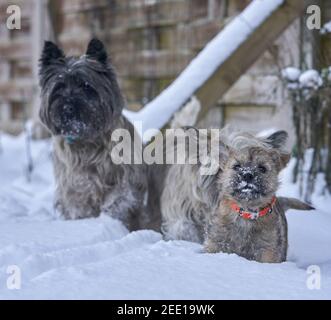 Cairn Terrier Familie mit niedlichen Welpen spielen im Schnee in einem Garten. Stockfoto