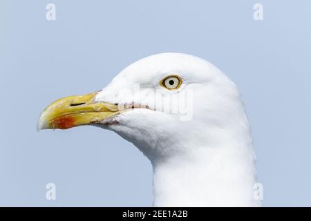 Europäische Heringsmöwe, Larus argentatus, Nahaufnahme des auf einer Klippe stehenden Kopfes eines Erwachsenen, England, Großbritannien Stockfoto