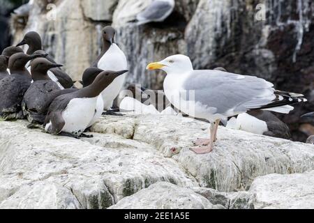 Europäische Heringsmöwe, Larus argentatus, Erwachsener auf Klippe, England, Vereinigtes Königreich Stockfoto