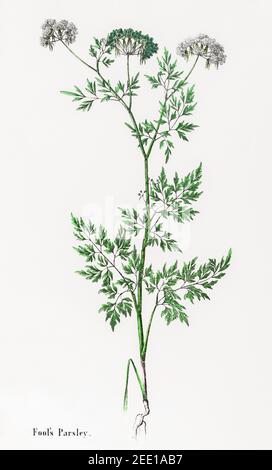 Digital restaurierte viktorianische botanische Illustration von Fool's Petersilie / Aethusa cynapium aus dem 19th. Jahrhundert. Informationen zu Quelle und Prozess finden Sie in den Hinweisen. Stockfoto
