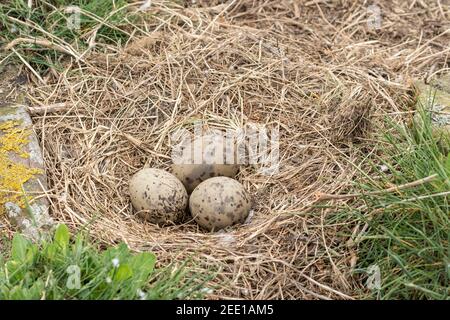 Europäische Heringsmöwe, Larus argentatus, Nest mit drei Eiern auf dem Boden auf einer Klippe, England, Vereinigtes Königreich Stockfoto
