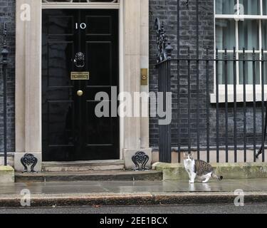 London, Großbritannien. Februar 2021, 15th. LARRY, DER CAT der Downing Street, ist vor der Nummer 10 zu sehen. Larry, der am 15 2011. Februar vom damaligen britischen Premierminister David Cameron adoptiert wurde, feiert heute sein 10th-jähriges Amtsjahr. Kredit: Tayfun Salci/ZUMA Wire/Alamy Live Nachrichten Stockfoto