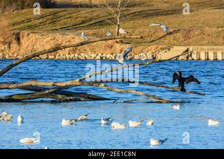 Wien, Wien: Insel Doinauinsel, Neue Donau (Neue Donau), Sonnenbaden großer Kormoran (Phalacrocorax carbo) und Schwarzkopfmöwen (Chroicoceppha Stockfoto