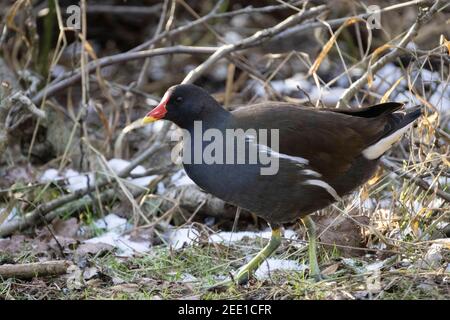 Moorhen UK, The Common Moorhen, Gallinula chloropus, aka Swamp Chicken oder Waterhen - ein Erwachsener aus der Seitenansicht, Suffolk UK Stockfoto