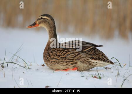 Enten im Stadtpark Staddijk in Nijmegen, Niederlande Stockfoto