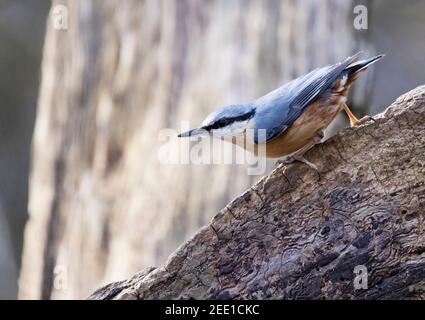 Nuthatch UK - Sitta Europaea, ein kleiner Gartenvogel, gesehen im Wald im Winter, suffolk, UK Stockfoto