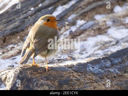 Robin Rotbrust UK Winter - eine Seitenansicht eines europäischen Rotkehlvogels, Erithacus Rubecula, auf dem Boden im Schnee, Suffolk UK Stockfoto