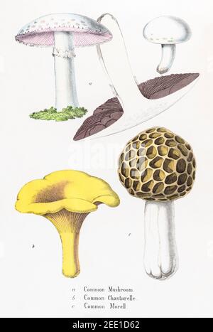 Digital restaurierte viktorianische botanische Illustration aus dem 19th. Jahrhundert von Chanterelle, Pilzen & Morelpilzen. Informationen zu Quelle und Prozess finden Sie in den Hinweisen. Stockfoto