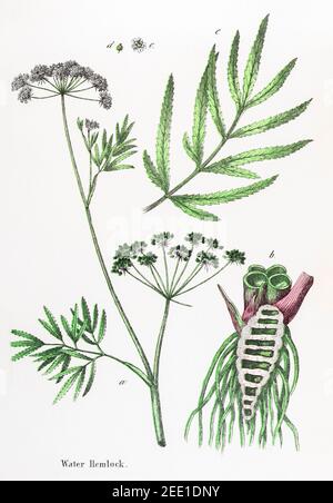 Digital restauriert 19th c. Viktorianische botanische Illustration von giftigem Wasser Hemlock, Cowbane / Cicuta virosa. Informationen zur Quelle finden Sie in den Hinweisen. Stockfoto