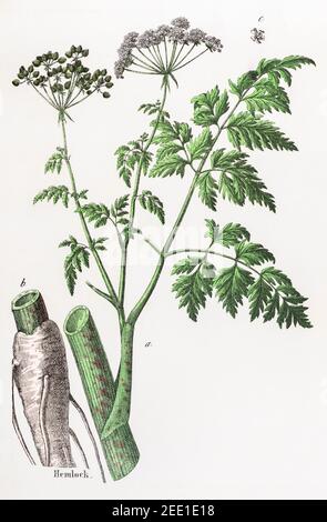 Digital restaurierte viktorianische botanische Illustration von Hemlock / Conium maculatum aus dem 19th. Jahrhundert. Kräuterpflanze. Informationen zu Quelle und Prozess finden Sie in den Hinweisen. Stockfoto