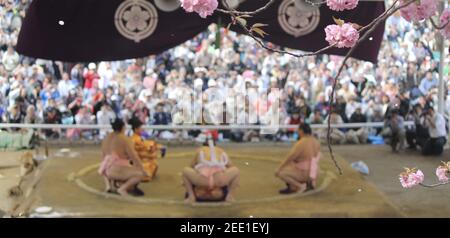 TOKIO, JAPAN - 05. Apr 2013: 3 pinkgekleidete Sumos und ein Schiedsrichter, der im Kreis hockt, während eines jährlichen Wettbewerbs am Yasukuni-Schrein in Tokio Stockfoto