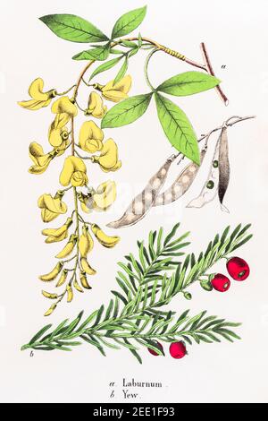 Digital restaurierte viktorianische botanische Illustration von giftigen Laburnum anagroides und Eibe / Taxus aus dem 19th. Jahrhundert. Informationen zu Quelle und Prozess finden Sie in den Hinweisen Stockfoto