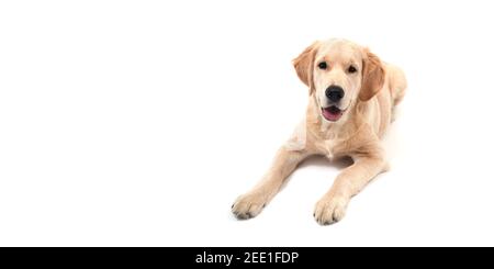 Cute Retriever Welpe liegt auf einem weißen isolierten Hintergrund und schaut auf Kamera. Copy Space. Hochwertige Fotos Stockfoto