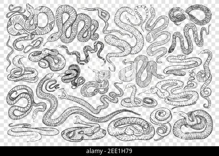 Verschiedene gefährliche Schlangen Doodle Set. Sammlung von handgezeichneten Wildschlangen Cobra Python wriggling auf dem Boden bereit, auf transparentem Hintergrund isoliert beißen Stock Vektor