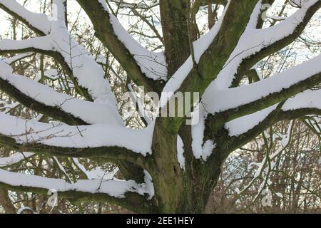 Winter im Stadtpark Staddijk Stockfoto