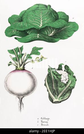 Digital restaurierte viktorianische botanische Illustration aus dem 19th. Jahrhundert von Kohl, Rübe und Blumenkohl. Informationen zu Quelle und Prozess finden Sie in den Hinweisen. Stockfoto