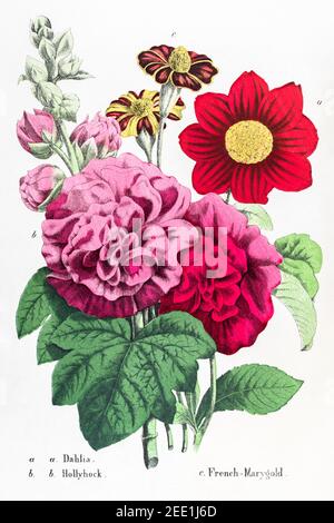 Digital restaurierte viktorianische botanische Illustration aus dem 19th. Jahrhundert von Dahlia, Hollyhock & French Marigold. Informationen zu Quelle und Prozess finden Sie in den Hinweisen. Stockfoto