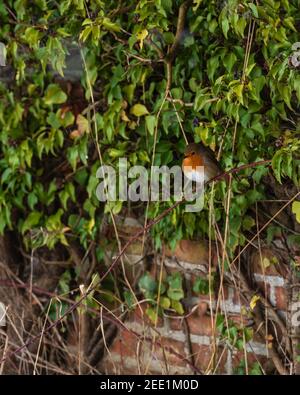 Erithacus rubecula Robin auf Efeu bedeckt rote Ziegelwand Februar 2021 Stockfoto