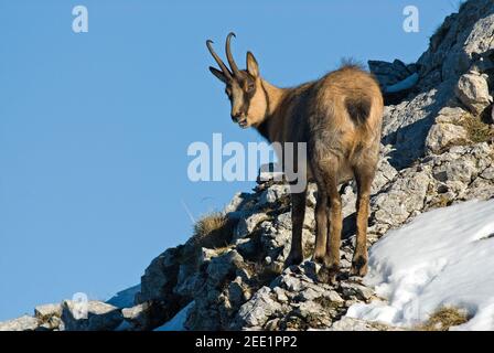 Apennin oder Abruzzen Gämse (Rupicapra pyrenaica ornata) in Val di Rose, Nationalpark der Abruzzen, Latium und Molise, Italien Stockfoto