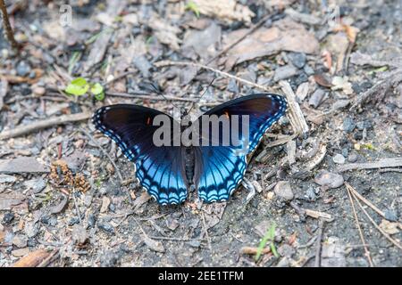 Limenitis arthemis, der rotgefleckte purpurne oder weiße Admiral, ist eine nordamerikanische Schmetterlingsart der kosmopolitischen Gattung Limenitis. Stockfoto