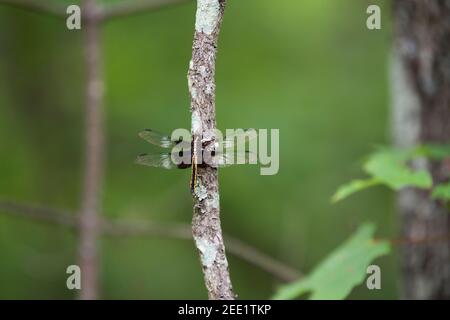 Weibliche Widow Skimmer (Libellula luctuosa) Libelle auf einem Baum Zweig thront. Stockfoto