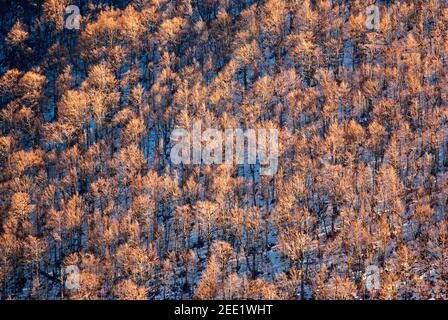 Holz im Herbst im Nationalpark der Abruzzen, Latium und Molise, Italien Stockfoto