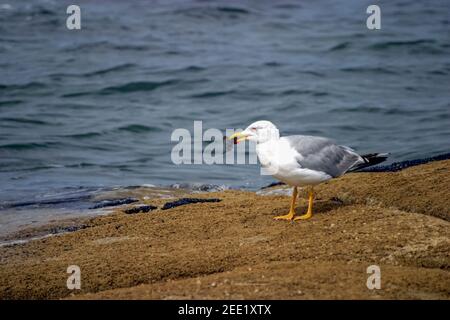 Eine Möwe steht auf einem Felsen in der Quelle Des atlantischen Ozeans, der seine Beute frisst Stockfoto