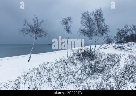 Birken an einem schneebedeckten Strand. Wellenbrecher und zwei kleine Leuchttürme im Hintergrund. Wintersaison. Gdanska Bay, Polen. Stockfoto