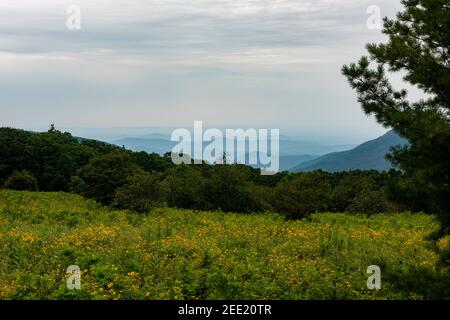 Die Blue Ridge Mountains vom Skyline Drive im Shenandoah National Park aus gesehen. Stockfoto