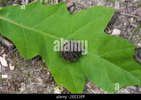 Raupenlarve der Buckmotte (Hemileuca maia) rollte sich auf einem Blatt zusammen. Stockfoto