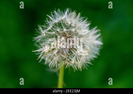 Ein Dandilion-Sämkopf ist bereit, seine Samen mit der nächsten Windböe zu verteilen. Stockfoto