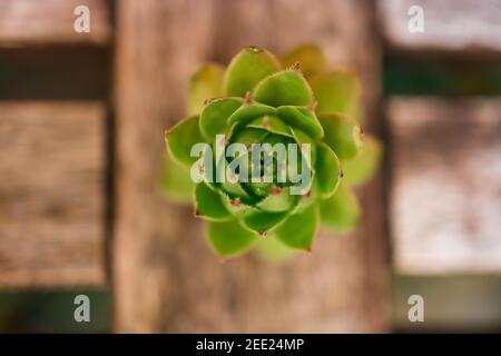 Echeveria Succulent Garden Bench Morning Dew Stockfoto