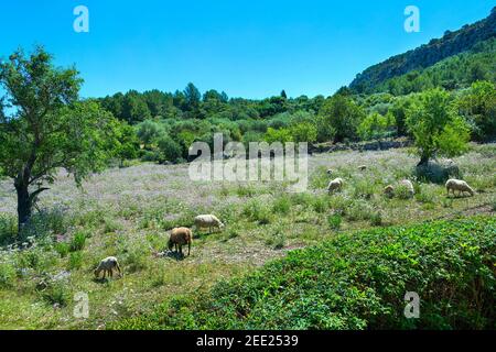 Schafe weiden in Feld, Pollenca, Balearen, Spanien Stockfoto