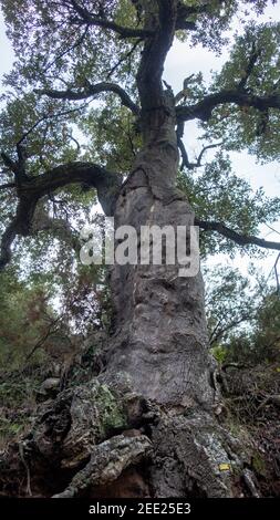Vertikale Low-Angle-Aufnahme eines Baumes Stockfoto