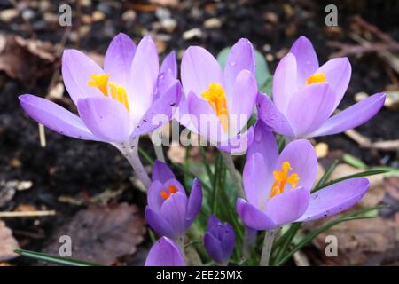 Crocus tommasinianus ‘Whitewell Purple’ Early Crocus – hellviolette und weiße Blüten mit weißen Stielen, Februar, England, Großbritannien Stockfoto