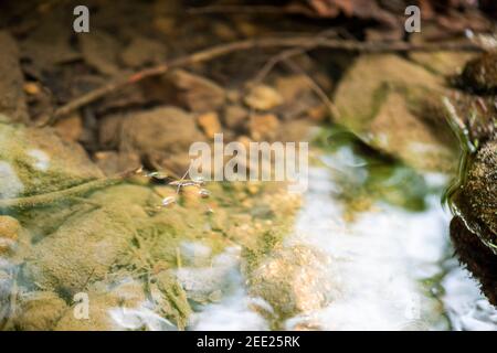 Wasser Strider können ihr Gewicht zu verteilen, so dass sie auf dem Wasser gehen können. Stockfoto