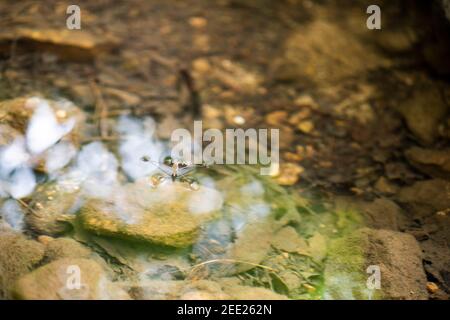 Wasser Strider können ihr Gewicht zu verteilen, so dass sie auf dem Wasser gehen können. Stockfoto