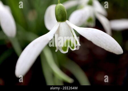 Galanthus nivalis Snowdrops – hängende weiße glockenförmige Blüten mit grüner umgedrehter Herznote, Februar, England, Großbritannien Stockfoto