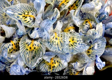 Iris reticulata ‘Katharine Hodgkin‘ Zwerg Iris Katharine Hodgkin - hellblaue Iris mit blauen Adern, gelbem Halo und gelben Rippen, Februar, England, UK Stockfoto