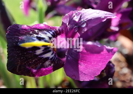 Iris reticulata ‘George‘ Zwergiris George - dunkelviolett-lila Zwergiris mit dunkelblauen Sommersprossen und gelben Rippen, Februar, England, Großbritannien Stockfoto