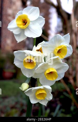 Narcissus ‘Canaliculatus’ / Daffodil Canaliculatus Division 8 Tazetta Daffodils Mehrköpfiger, stark duftender Narzissen, gelbe Tasse, Februar, England, UK Stockfoto