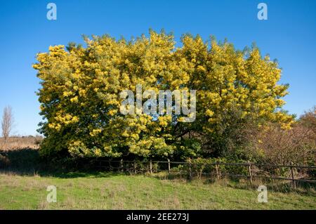 Mimosa Baum (Acacia dealbata) in Caffarella Tal, Appia Antica Regionalpark, Rom, Latium, Italien Stockfoto