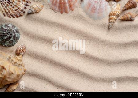 Muscheln, auf einem Hintergrund aus Sand. Blick von oben. Flach legen mit Copyspace in der Mitte Stockfoto