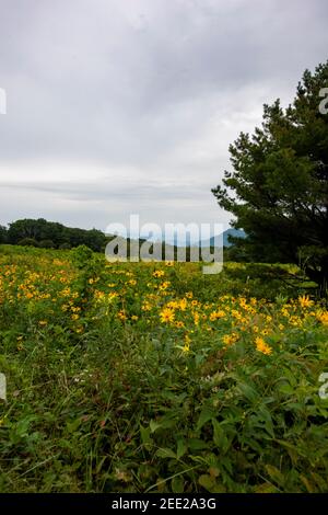 Die Blue Ridge Mountains vom Skyline Drive im Shenandoah National Park aus gesehen. Stockfoto