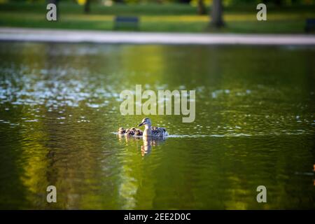 Eine weibliche Stockente schwimmt mit ihren Entchen. Constitution Gardens ist ein Park in Washington, D.C., USA, innerhalb der Grenzen des Th Stockfoto