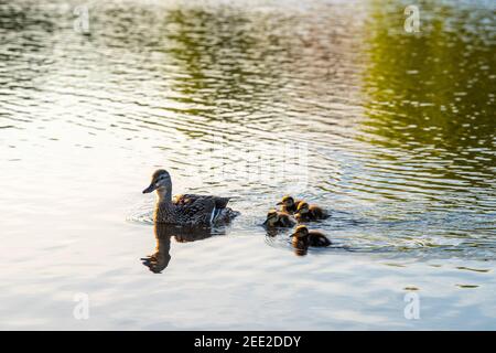 Eine weibliche Stockente schwimmt mit ihren Entchen. Constitution Gardens ist ein Park in Washington, D.C., USA, innerhalb der Grenzen des Th Stockfoto